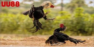 Bổ sung canxi cho gà đá