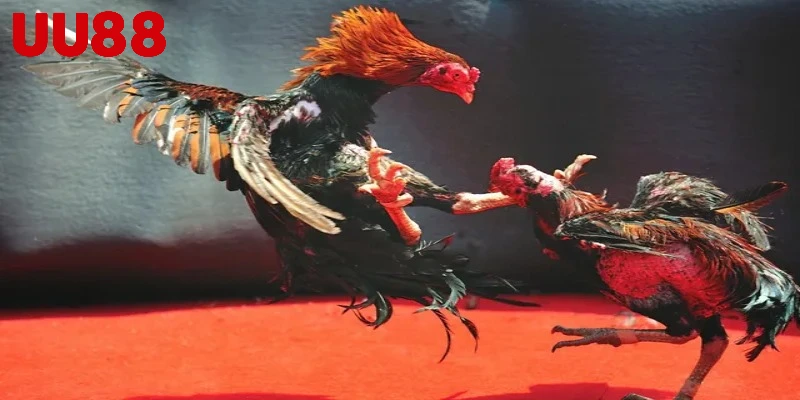 Điểm hấp dẫn của đá gà tại UU88