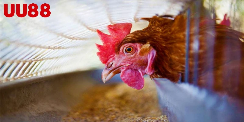 Lý do nên bổ sung canxi cho gà đá