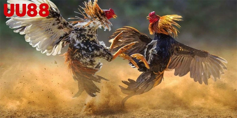 Một số lưu ý quan trọng