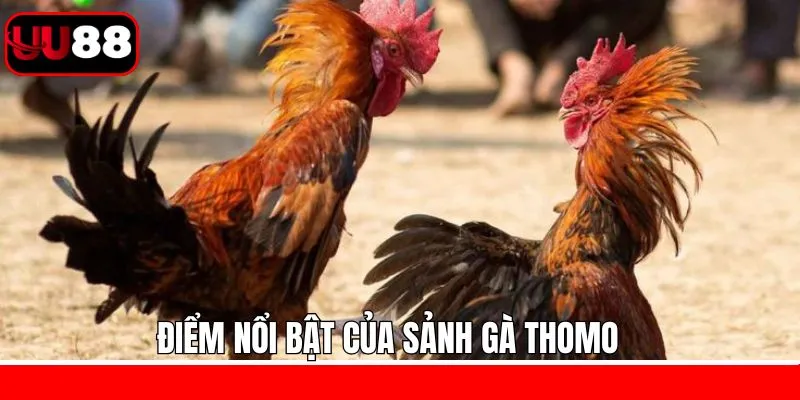 Ưu điểm nổi bật khi trải nghiệm chọi kê Thomo UU88 Ưu điểm nổi bật khi trải nghiệm chọi kê Thomo UU88